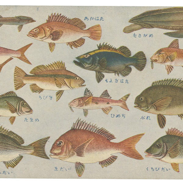 Read more about the article 日本重要水産動物 魚類（二）（4）